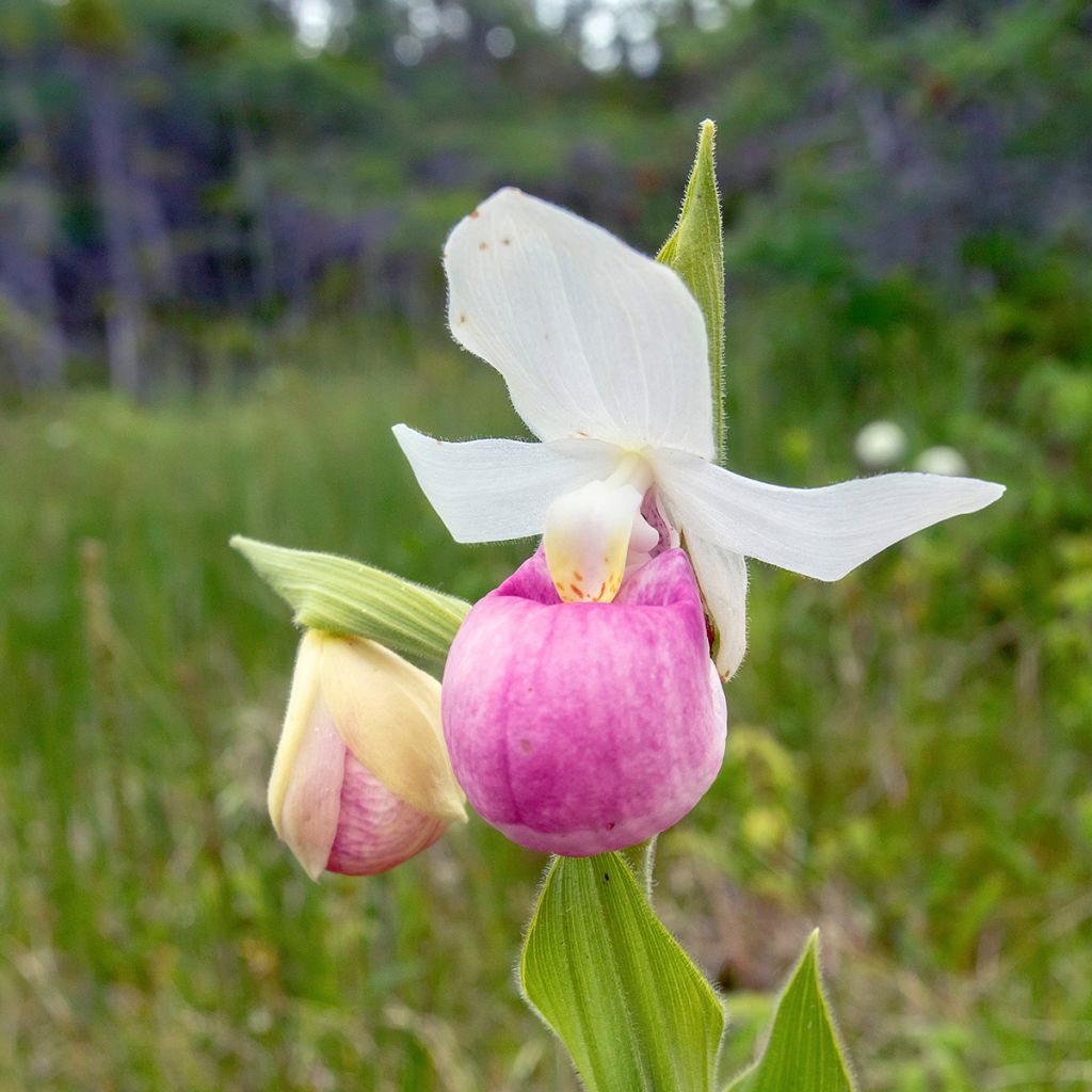 Cypripedium reginae - Königin-Frauenschuh