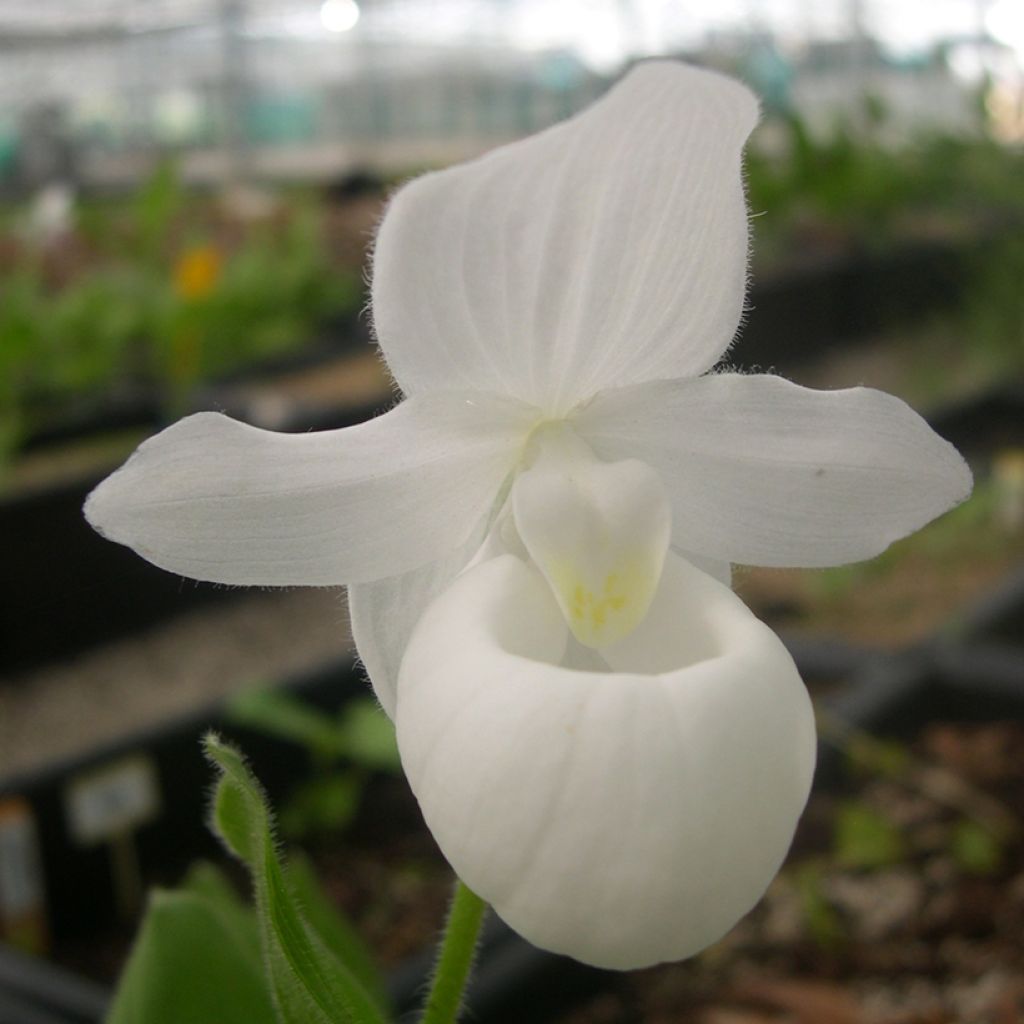 Cypripedium reginae Alba - Königin-Frauenschuh