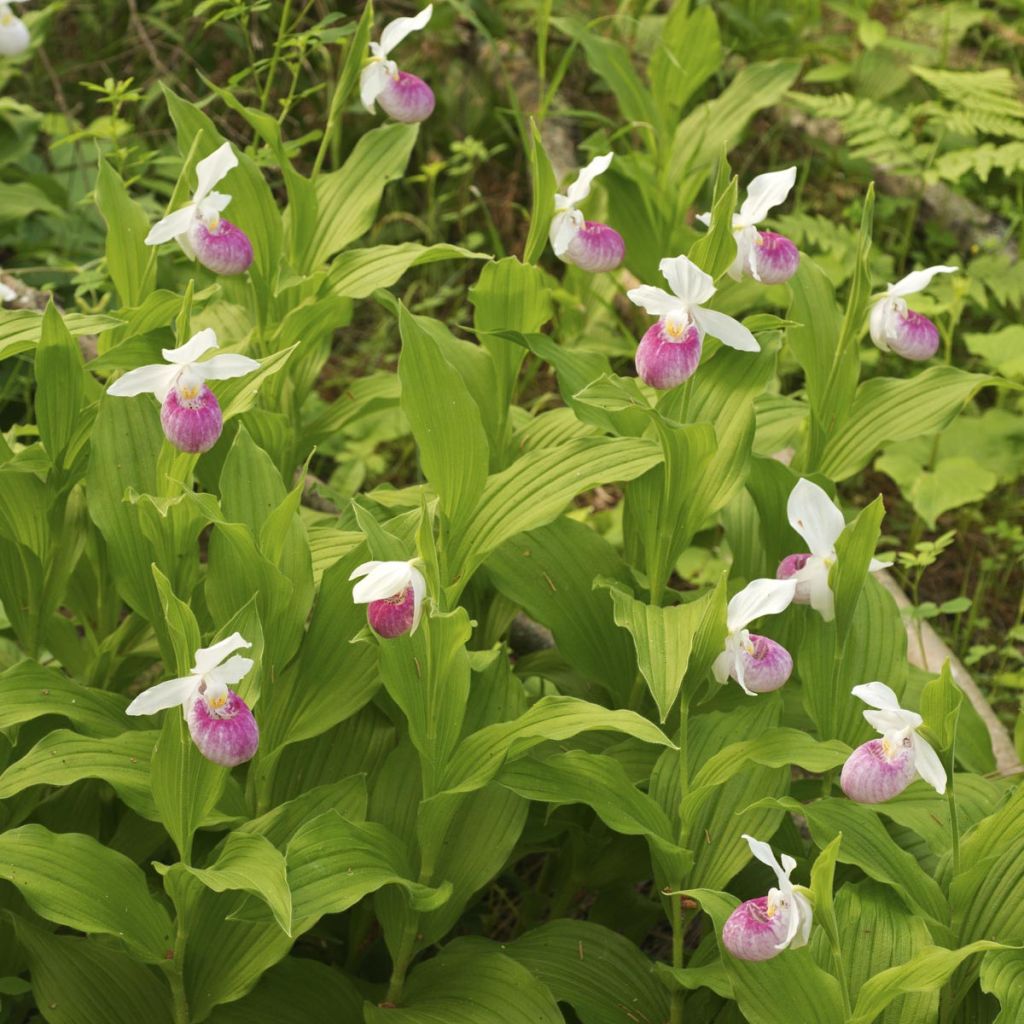 Cypripedium reginae - Sabot de Venus rose et blanc