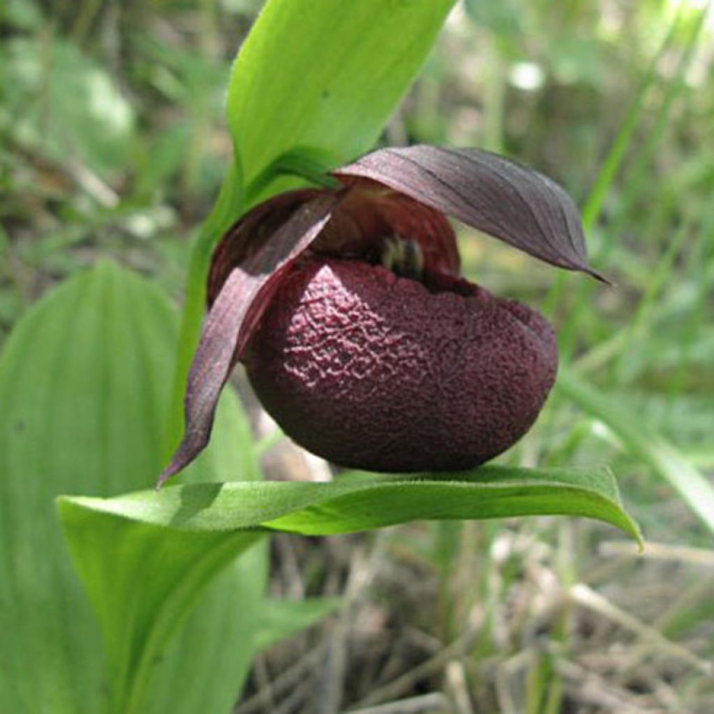 Cypripedium smithii - Frauenschuh