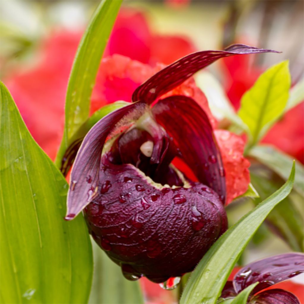 Cypripedium tibeticum - Tibet-Frauenschuh