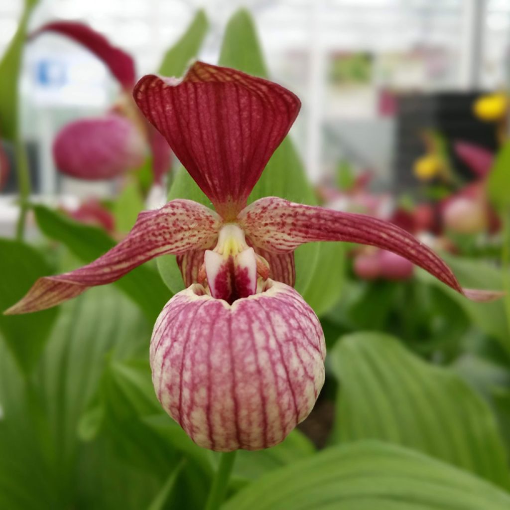 Cypripedium ventricosum Red - Frauenschuh