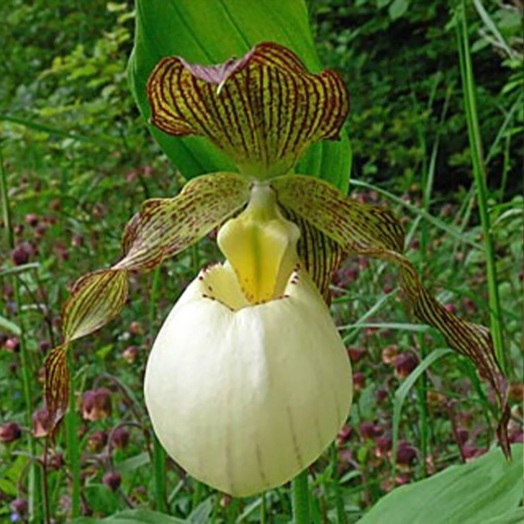 Cypripedium Gabriela - Frauenschuh