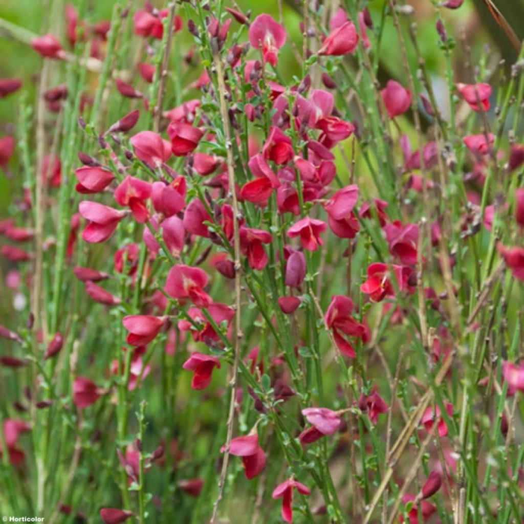 Edelginster Ruby - Cytisus scoparius