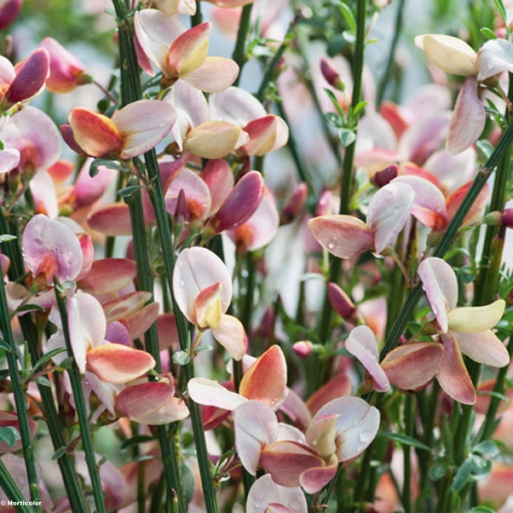 Genêt - Cytisus procumbens Zeelandia