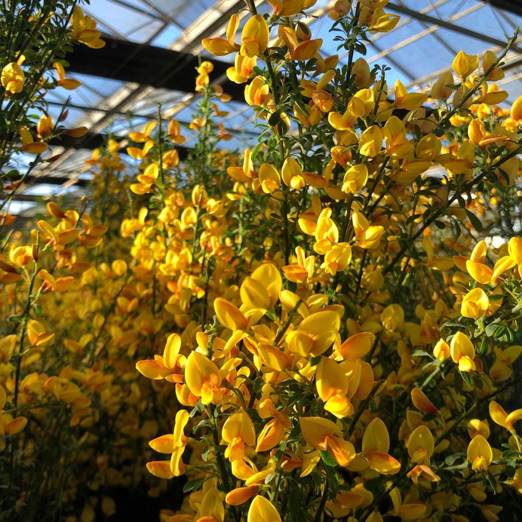 Edelginster Apricot Gem - Cytisus scoparius