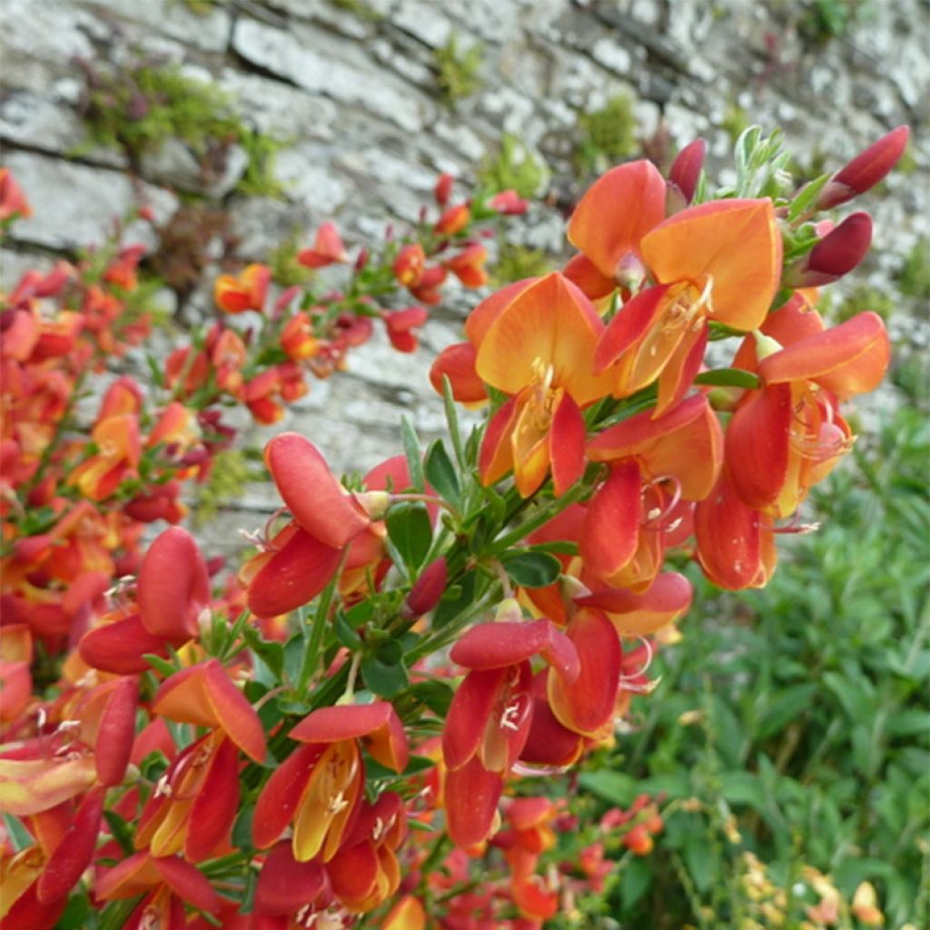 Edelginster Goldfinch - Cytisus scoparius