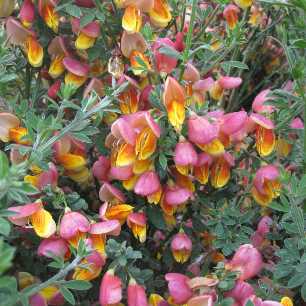 Edelginster La Coquette - Cytisus scoparius