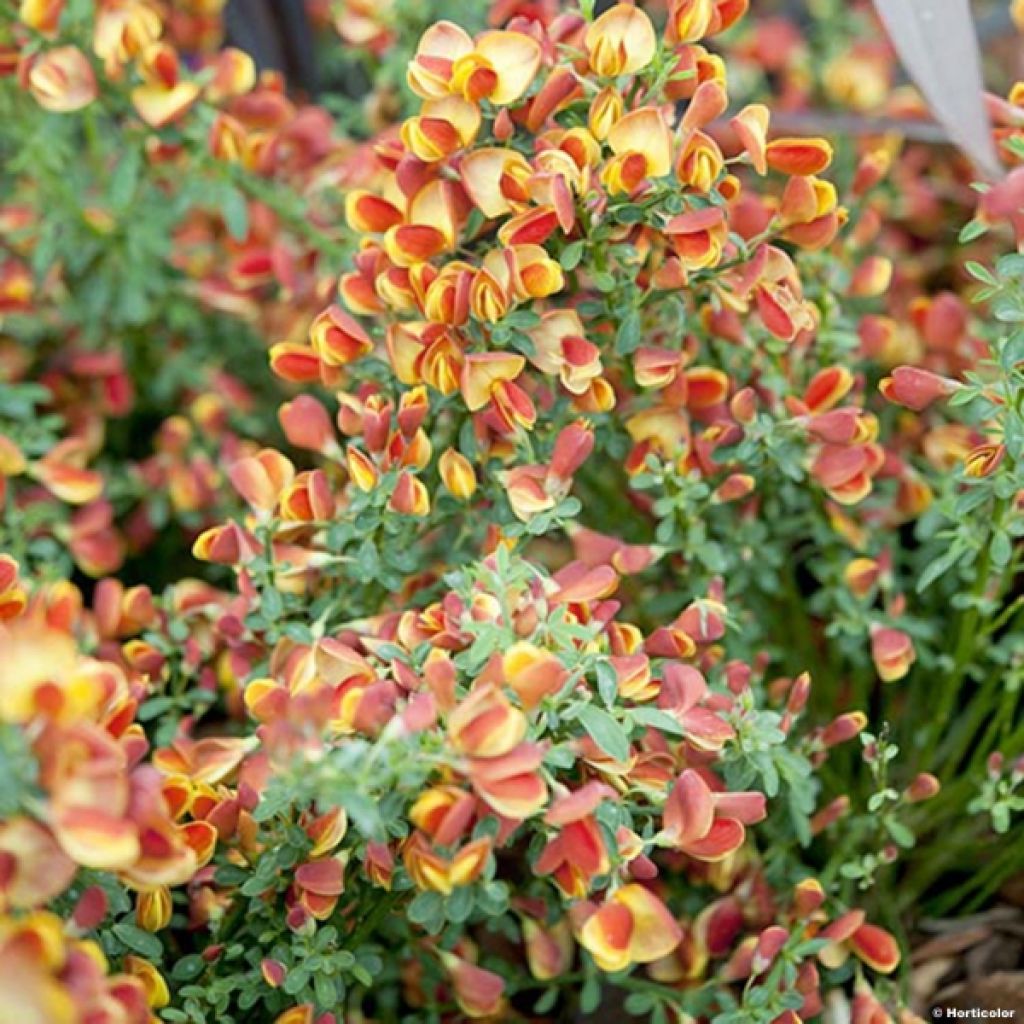 Edelginster Cytisus Lena - Cytisus scoparius