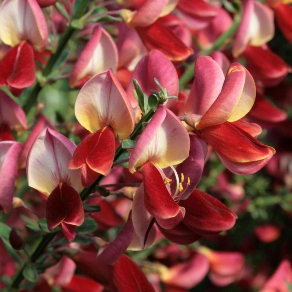 Edelginster Roter Favorit - Cytisus scoparius