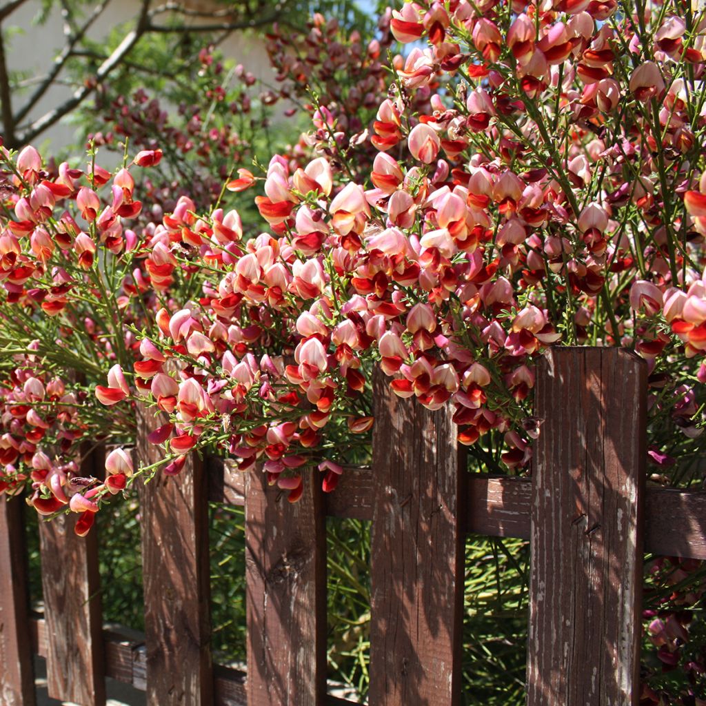 Edelginster Roter Favorit - Cytisus scoparius