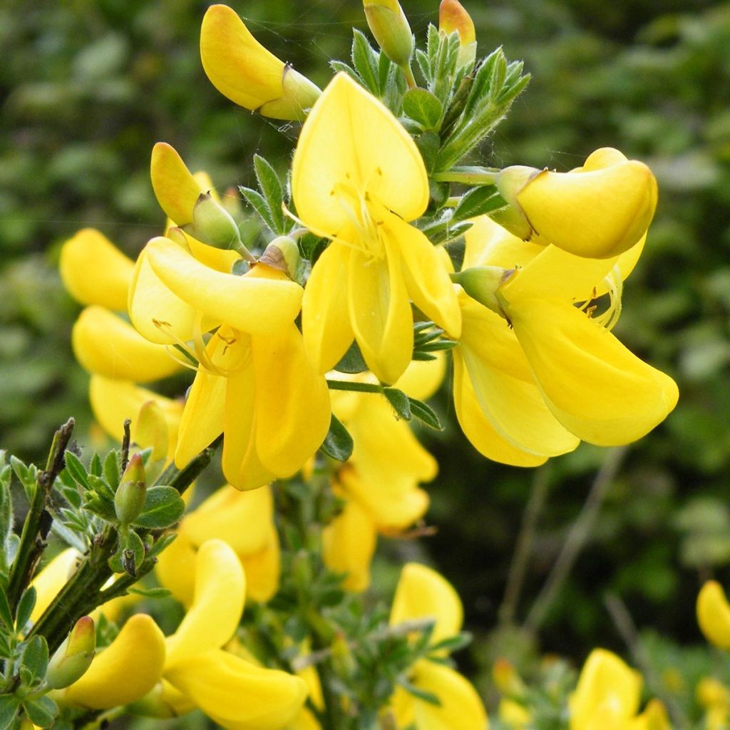 Edelginster Vanesse - Cytisus scoparius