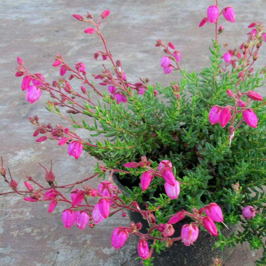 Irische Heide Cupido - Daboecia cantabrica