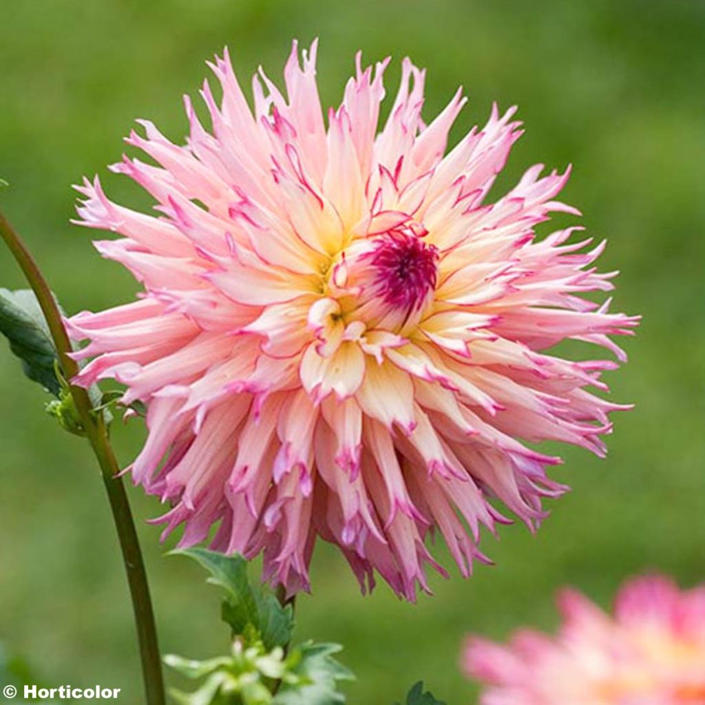 Dahlia cactus dentelle Nenekasi