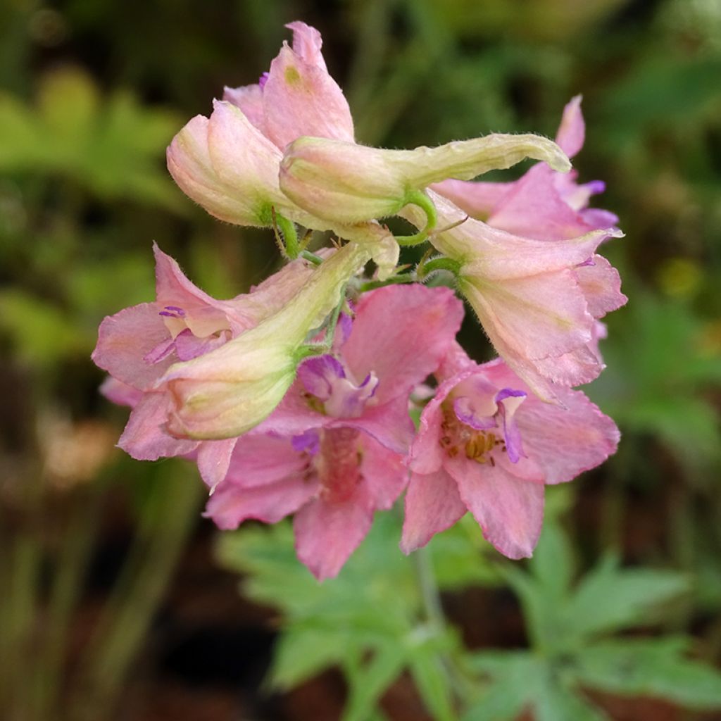 Delphinium ruysii Pink Sensation - Garten-Rittersporn