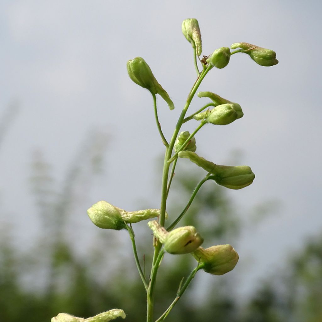 Delphinium ruysii Pink Sensation - Garten-Rittersporn