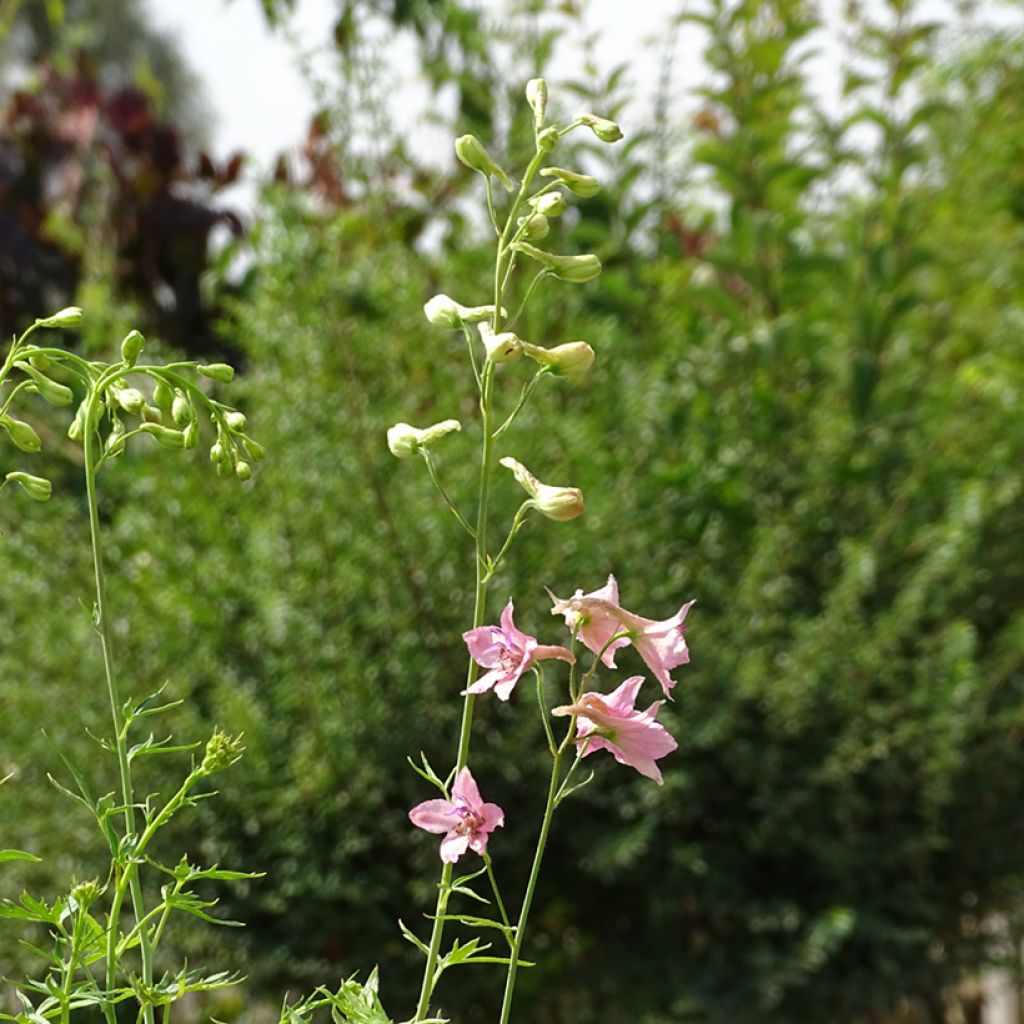 Delphinium ruysii Pink Sensation - Garten-Rittersporn