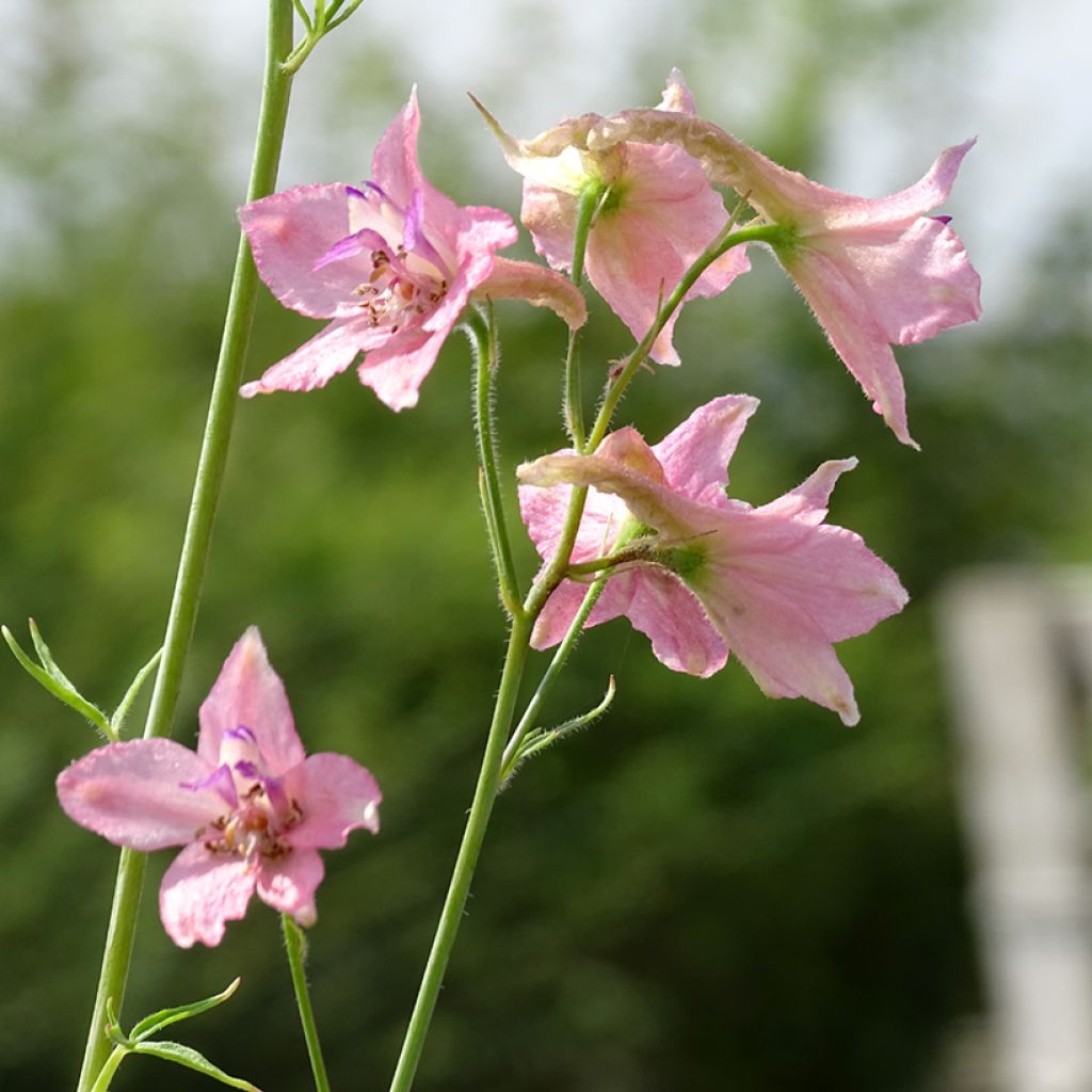 Delphinium Ruysii Pink Sensation, Pied d'Alouette