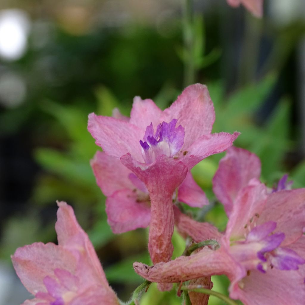 Delphinium ruysii Pink Sensation - Garten-Rittersporn