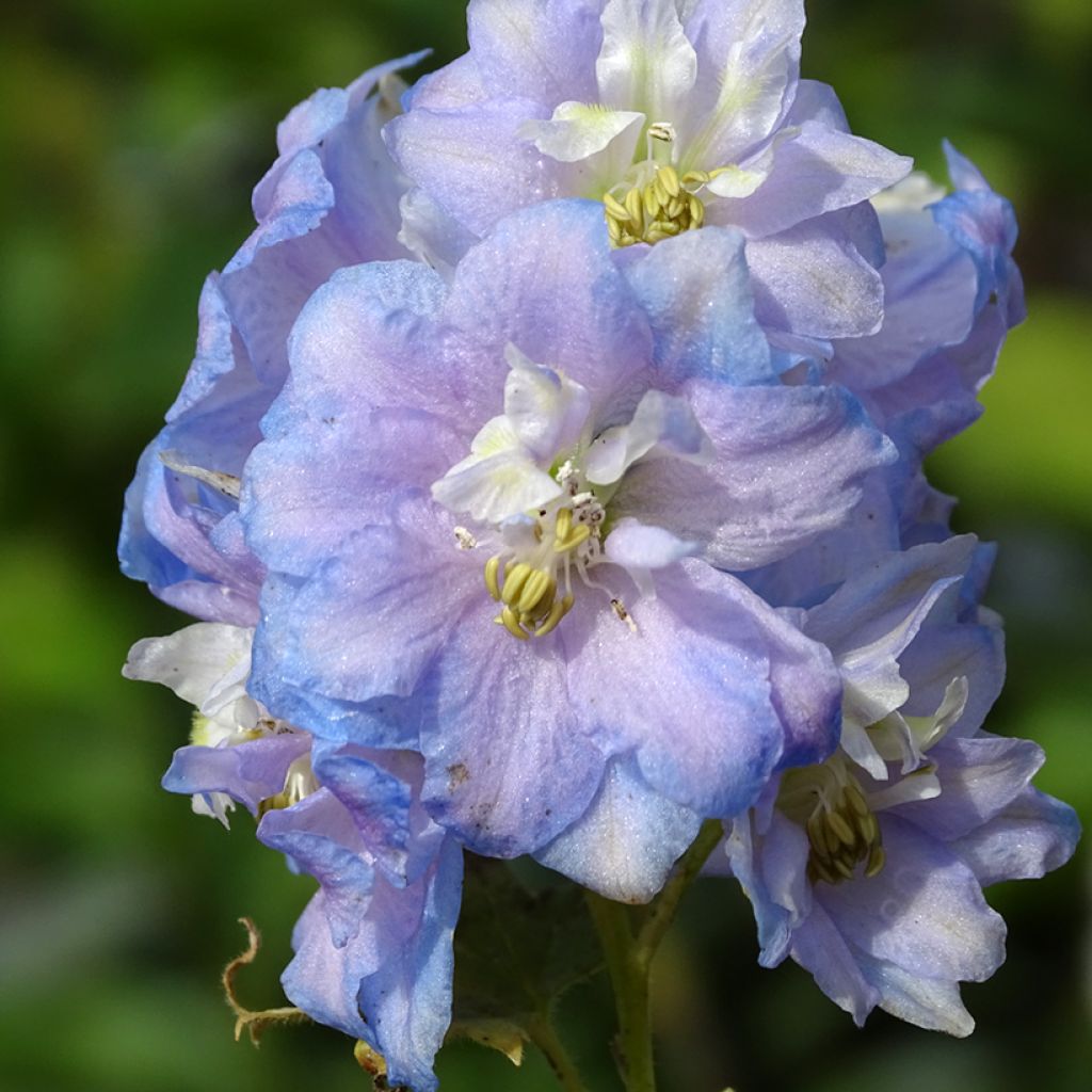 Pacific-Rittersporn Summer Skies - Delphinium