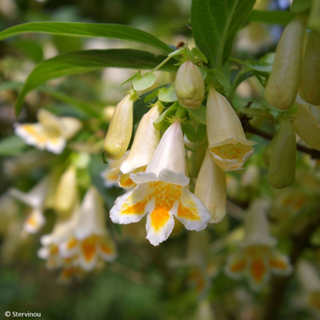 Dipelta yunnanensis - Doppelschild