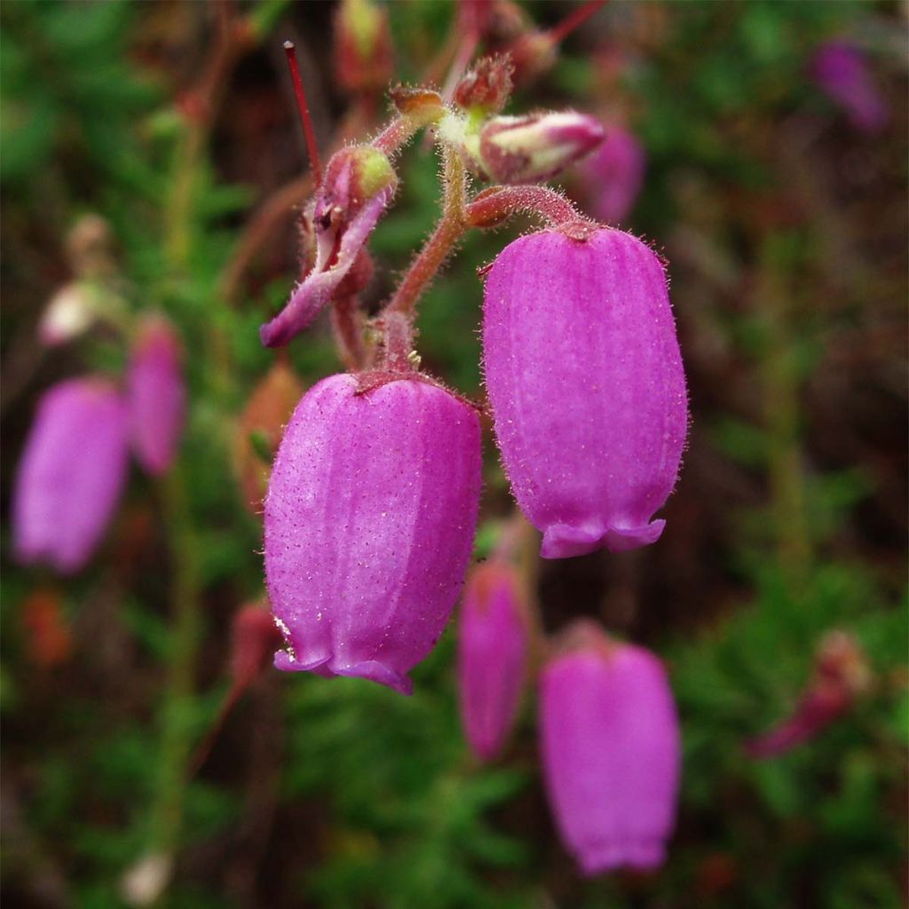 Irische Heide - Daboecia cantabrica