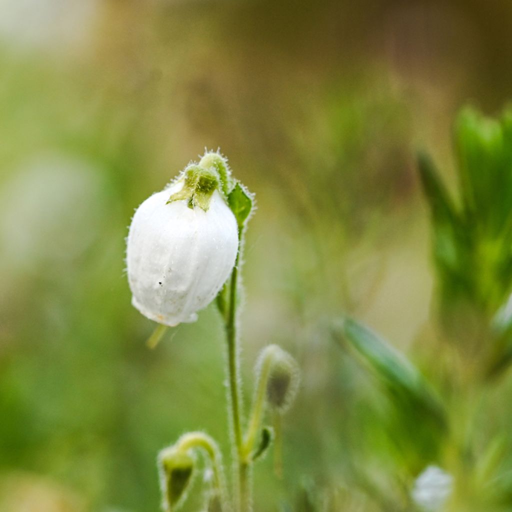 Irische Heide Alba - Daboecia cantabrica