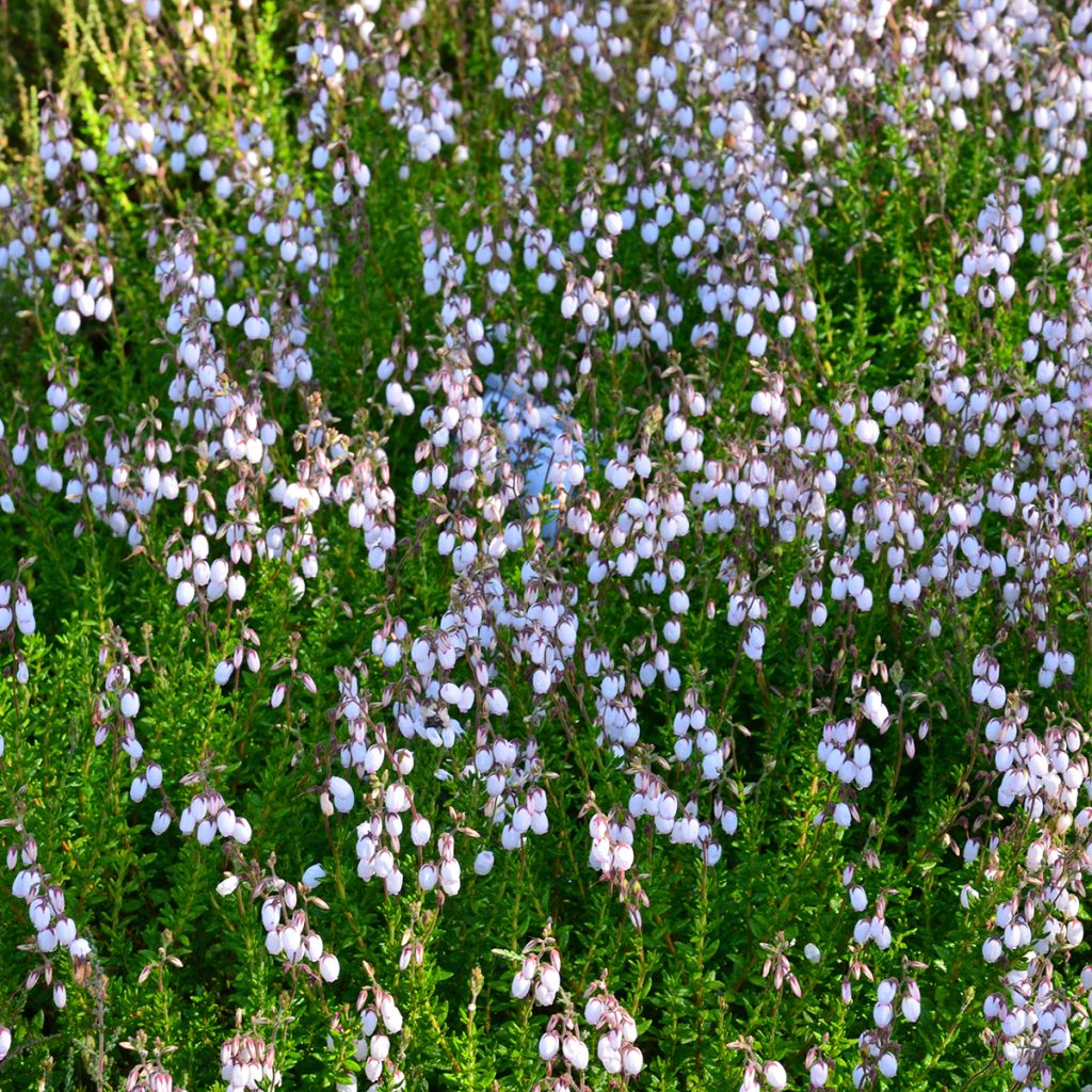 Irische Heide Alba - Daboecia cantabrica