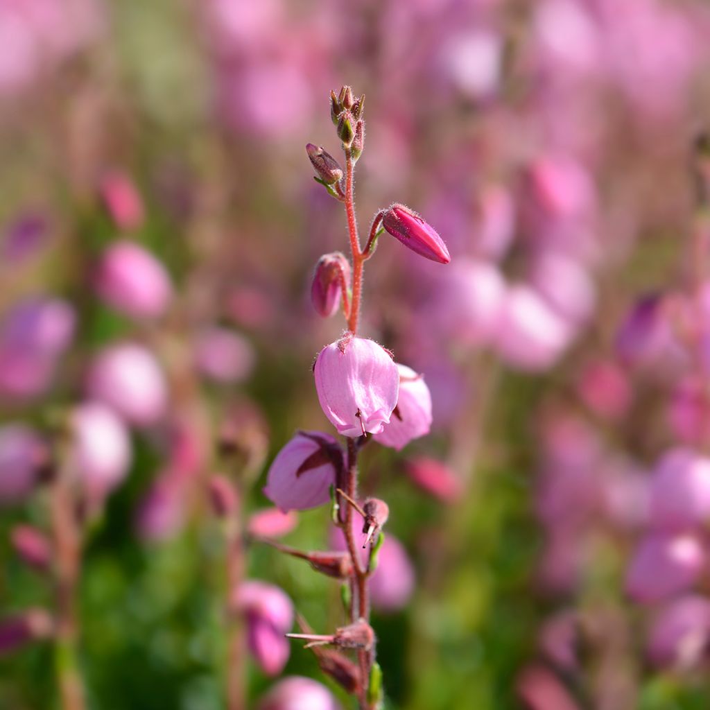 Irische Heide - Daboecia cantabrica