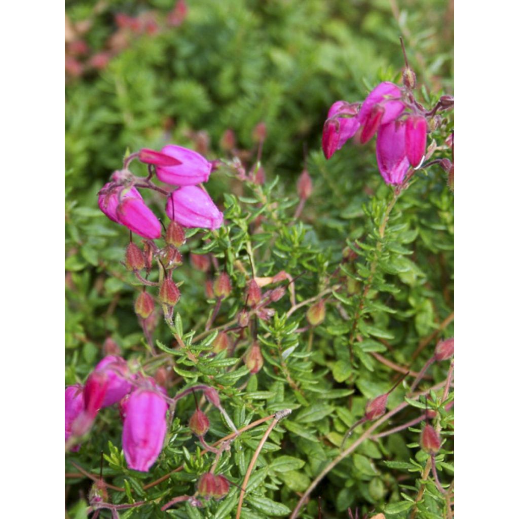 Irische Heide Cupido - Daboecia cantabrica