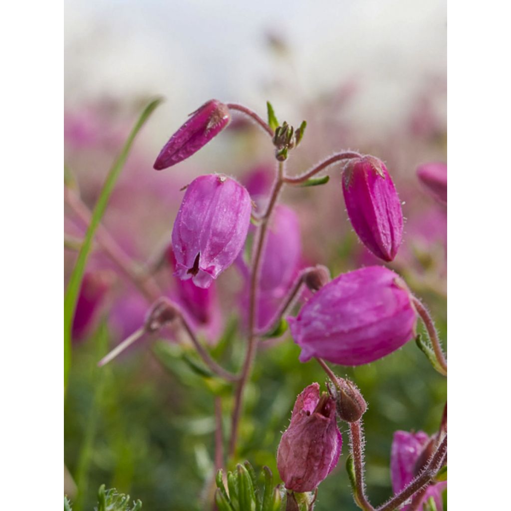 Irische Heide Cupido - Daboecia cantabrica