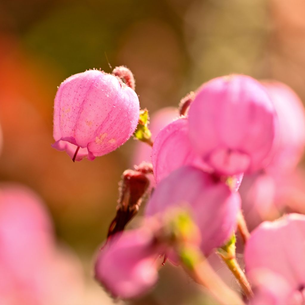 Irische Heide Globosa Pink - Daboecia cantabrica