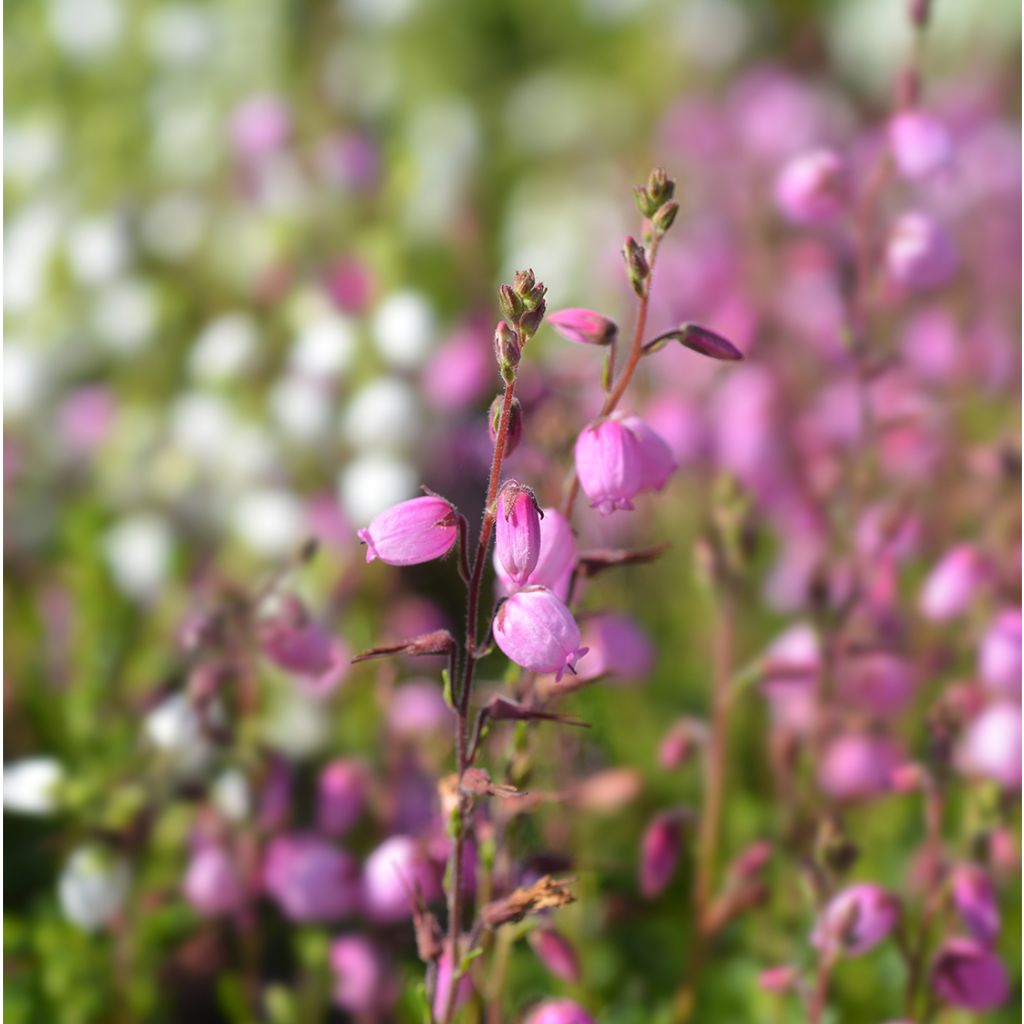 Irische Heide Globosa Pink - Daboecia cantabrica