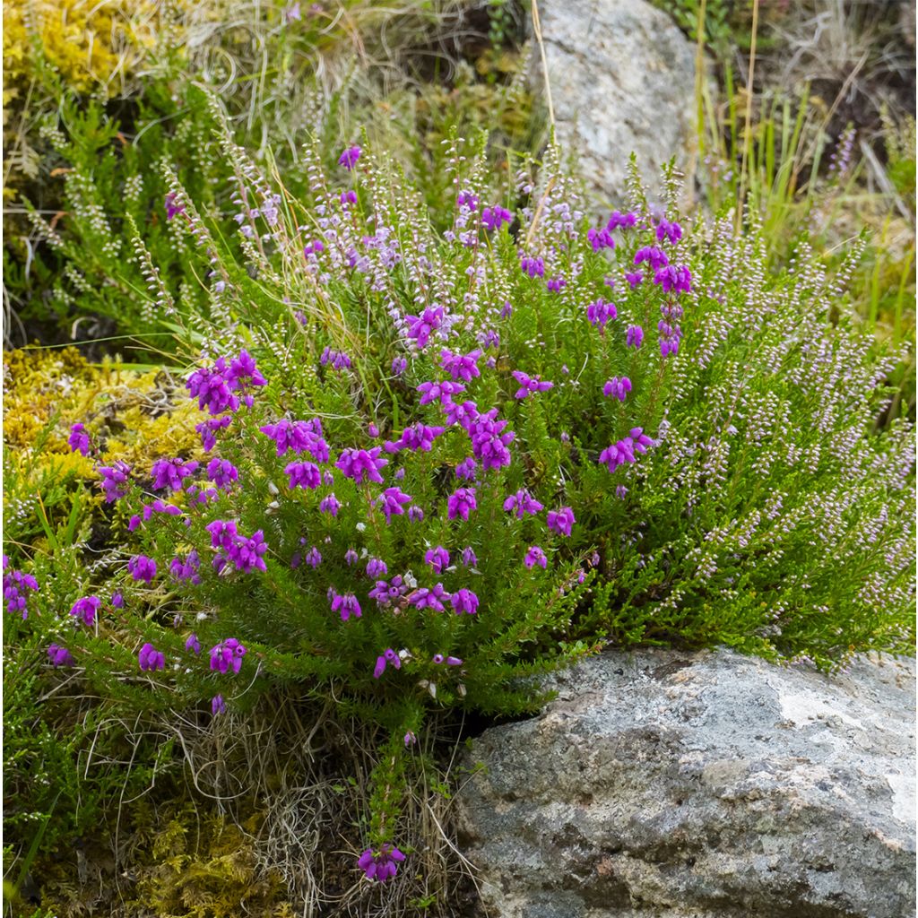 Irische Heide Purpurea - Daboecia cantabrica