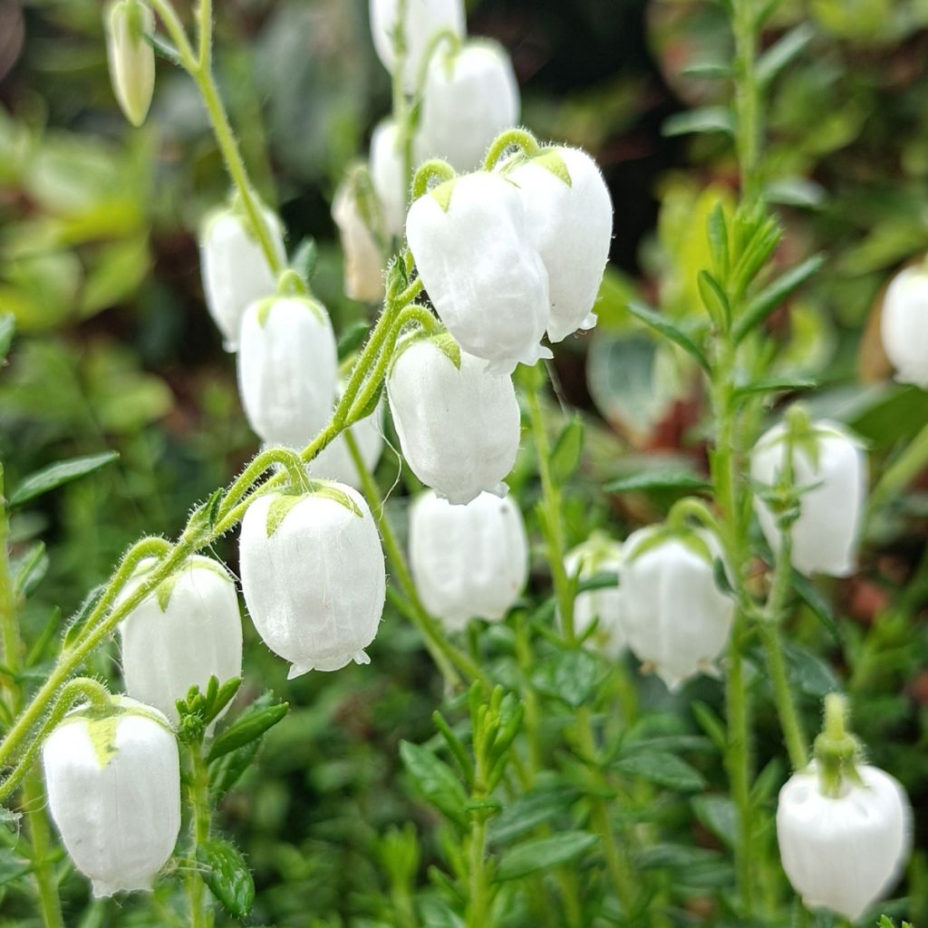 Irische Heide Alba - Daboecia cantabrica