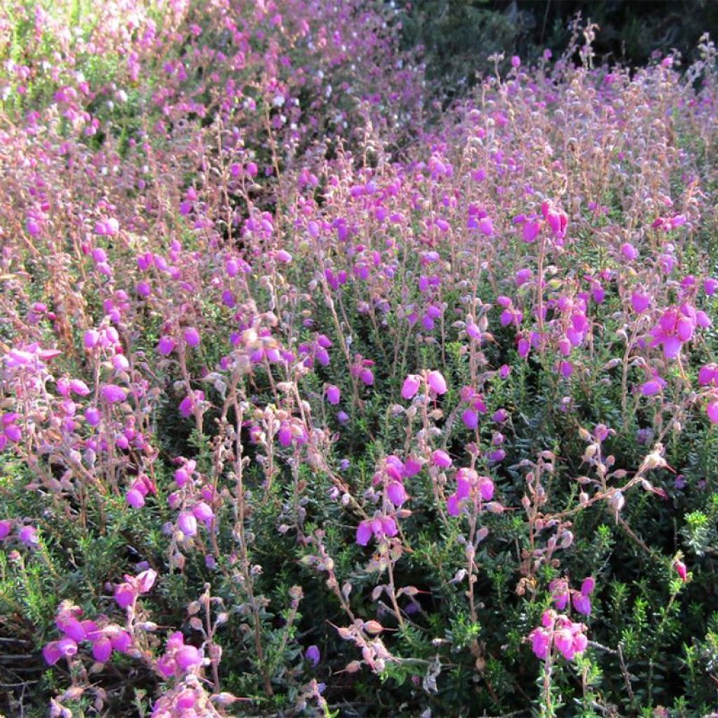 Daboecia scotica William Buchanan - Irische Glockenheide