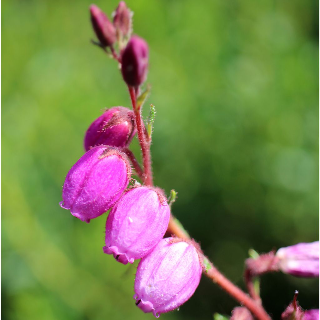 Daboecia scotica William Buchanan - Irische Glockenheide