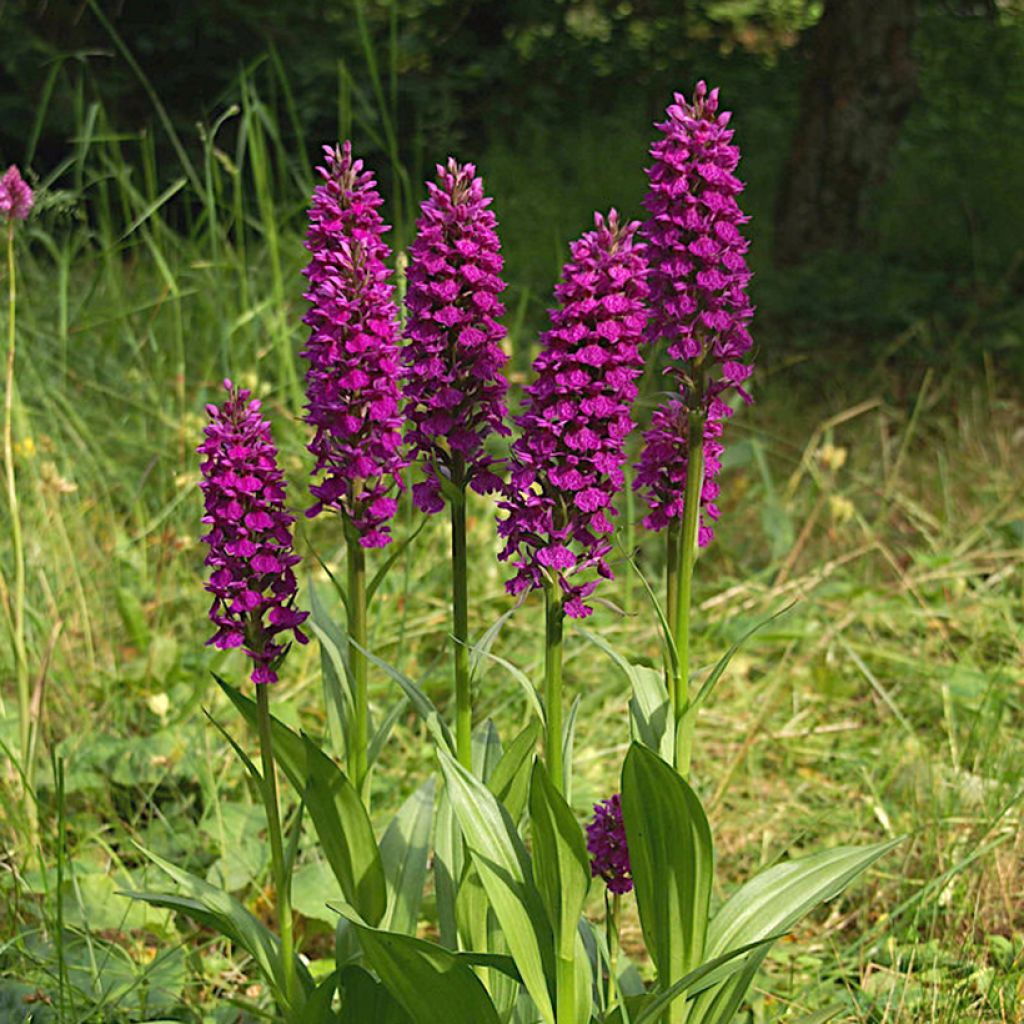 Dactylorhiza Foliorella - Knabenkraut