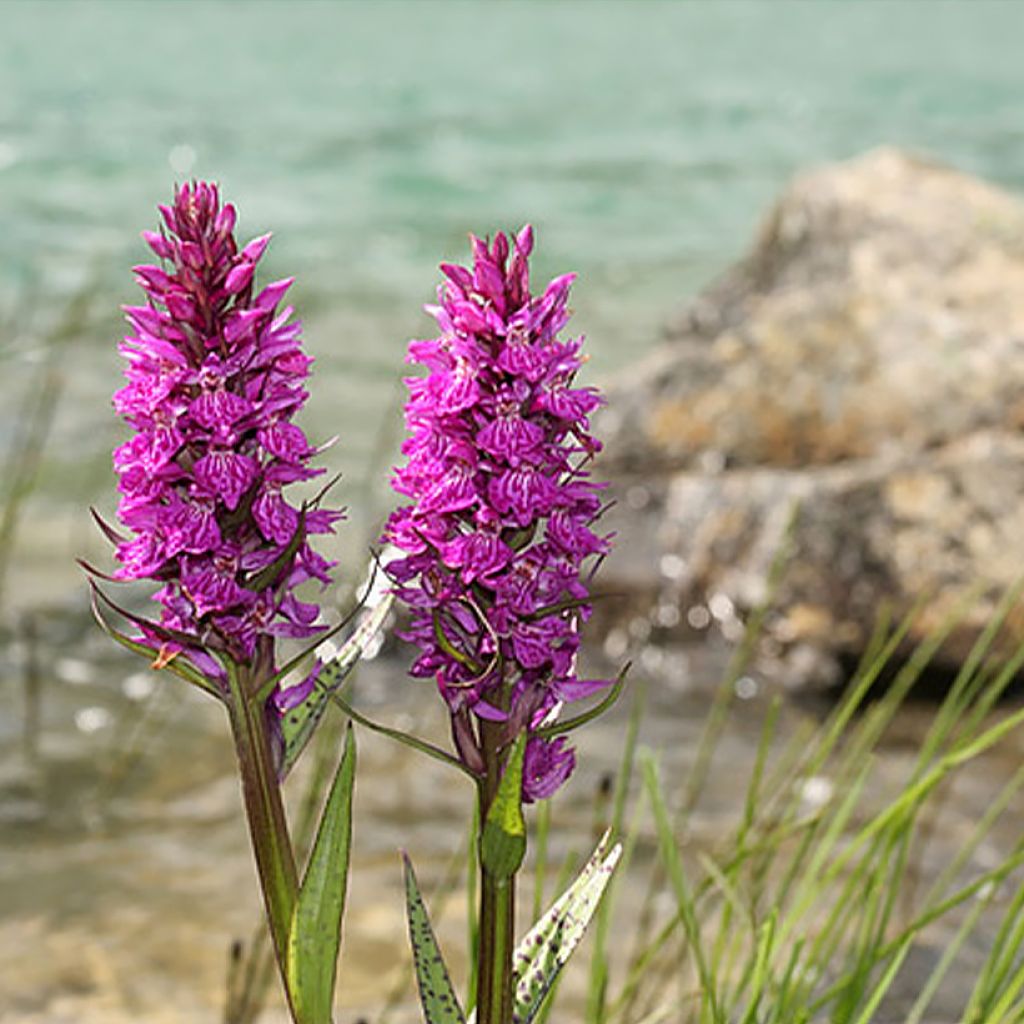 Dactylorhiza alpestris - Knabenkraut