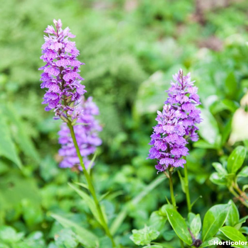 Dactylorhiza foliosa - Knabenkraut