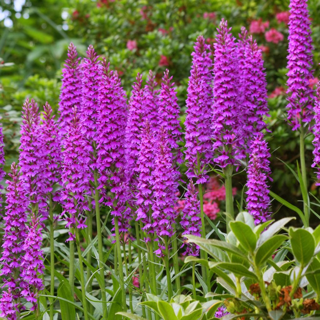 Dactylorhiza foliosa - Knabenkraut