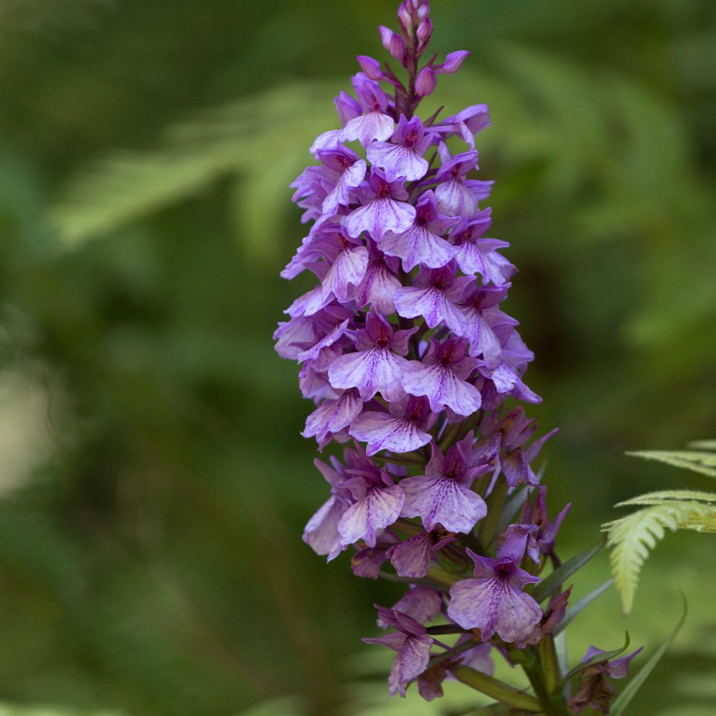 Dactylorhiza foliosa - Knabenkraut