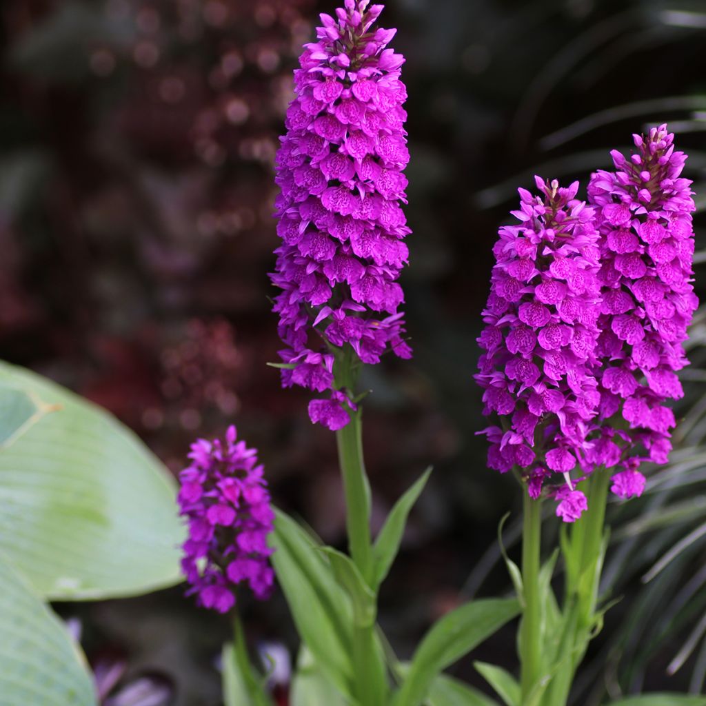 Dactylorhiza foliosa - Knabenkraut