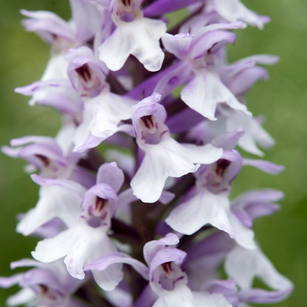 Dactylorhiza fuchsii - Knabenkraut