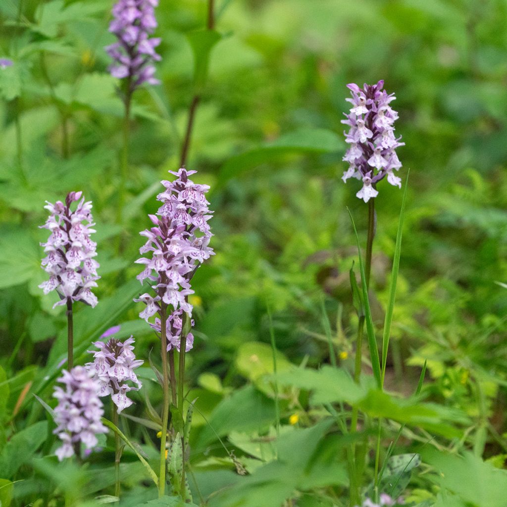 Dactylorhiza fuchsii - Knabenkraut