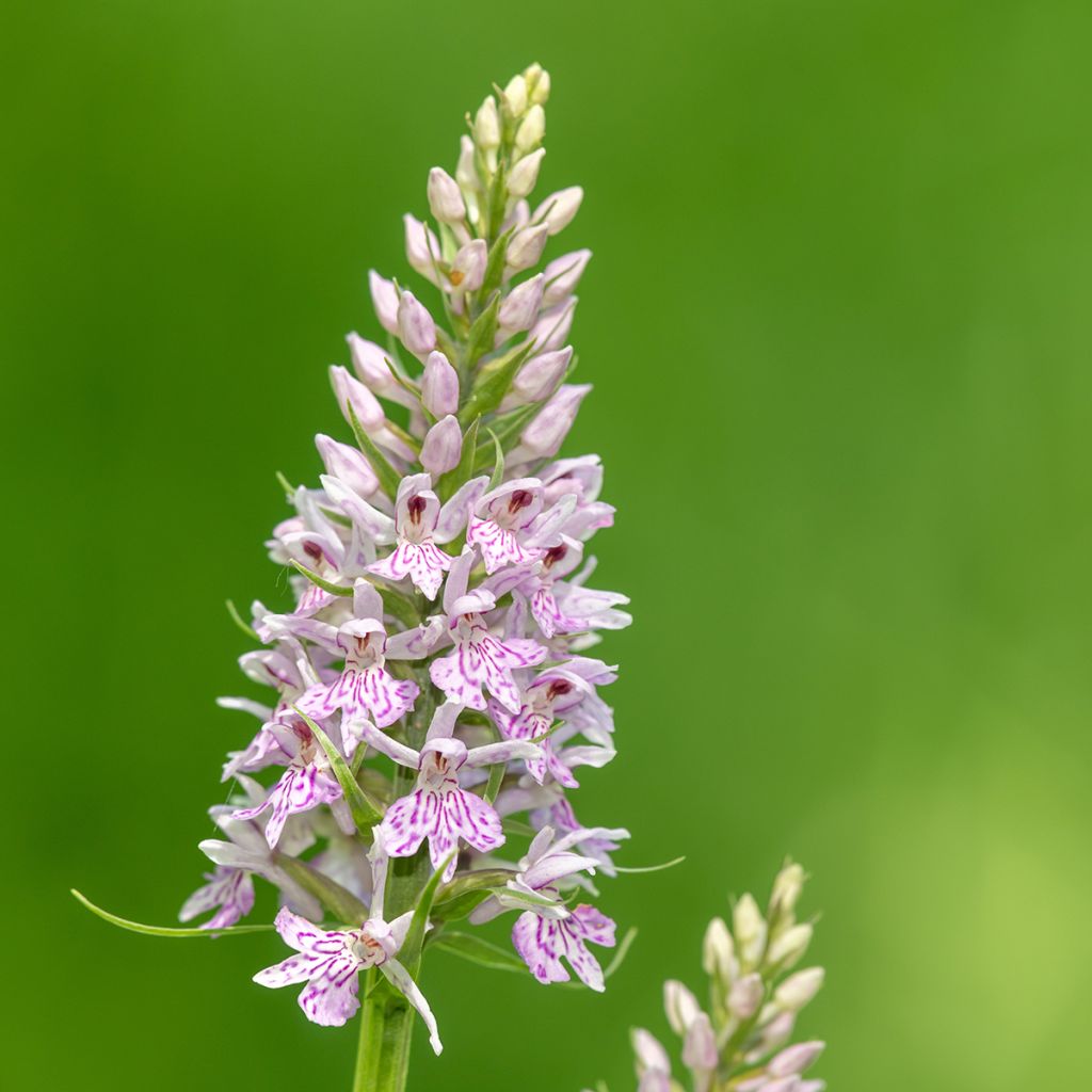 Dactylorhiza fuchsii - Knabenkraut