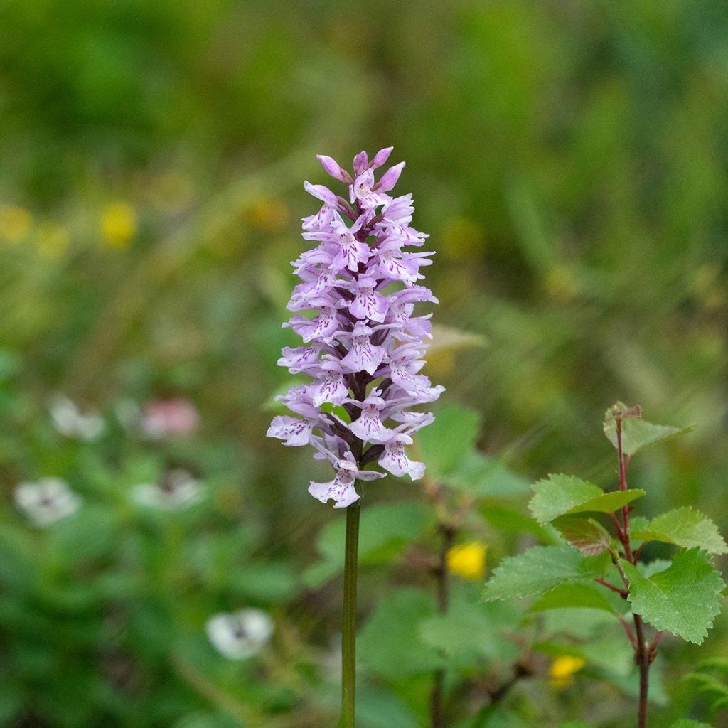 Dactylorhiza fuchsii - Knabenkraut