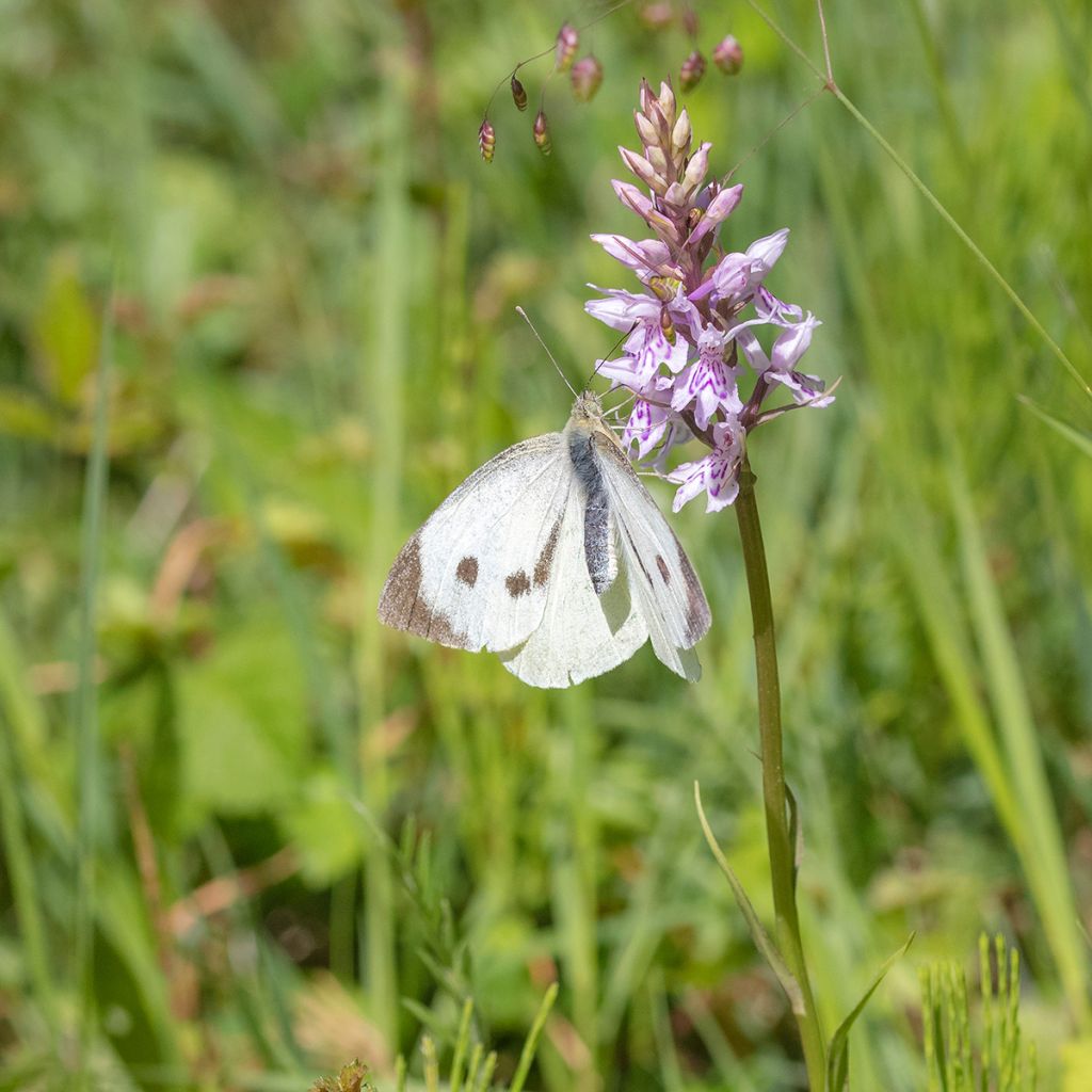 Dactylorhiza fuchsii - Knabenkraut