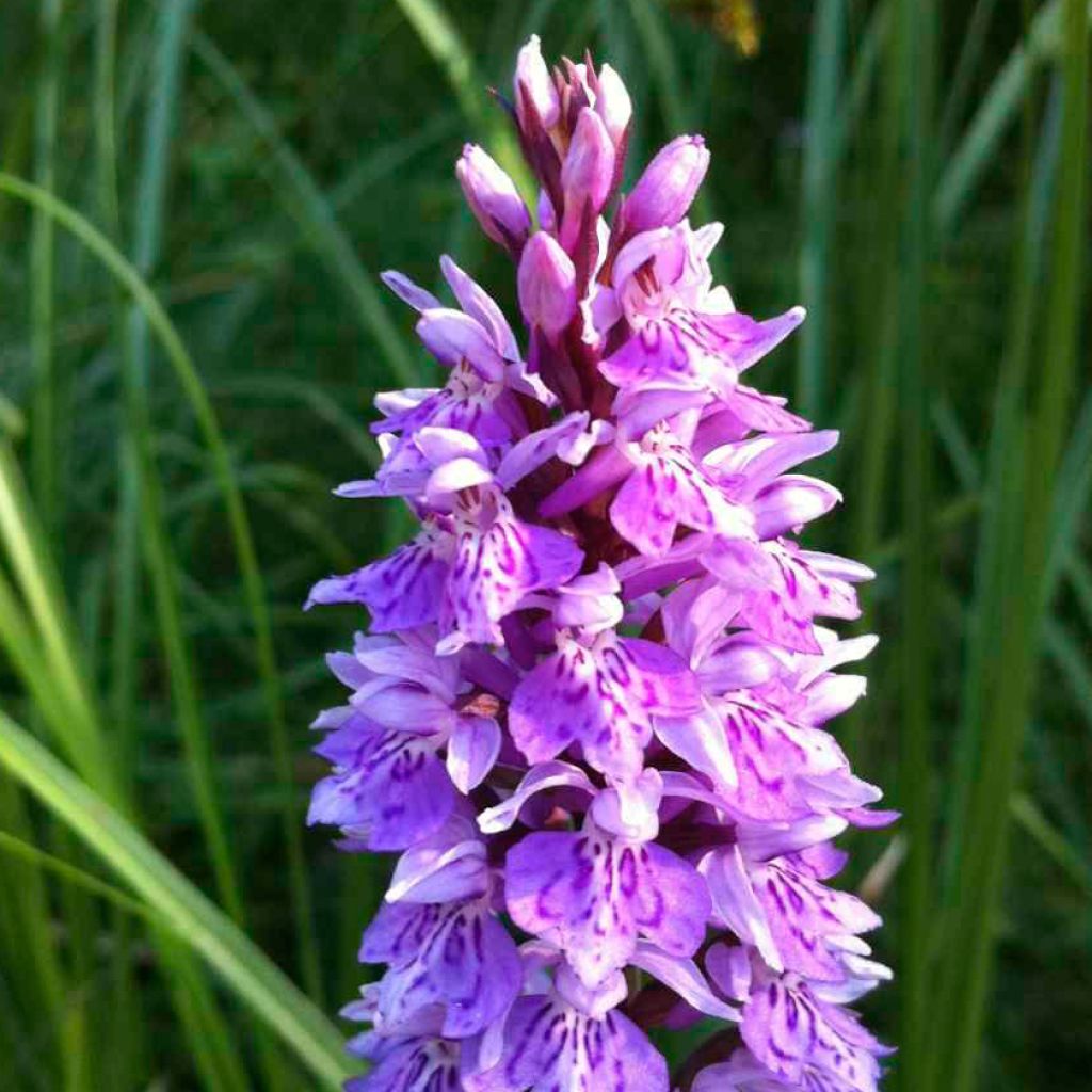 Dactylorhiza maculata - Knabenkraut