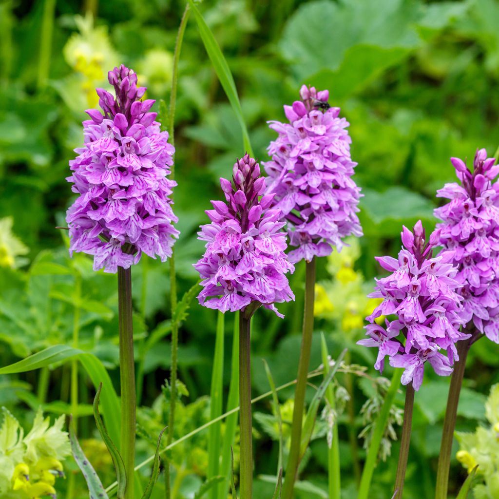 Dactylorhiza maculata - Knabenkraut